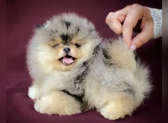 Pomeranian Zwergspitz Welpen kleine Flauschbärchen zum Verlieben