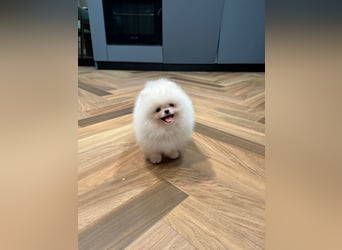 Pomeranian Zwergspitz Welpen kleine Fellnasen mit großem Herzen
