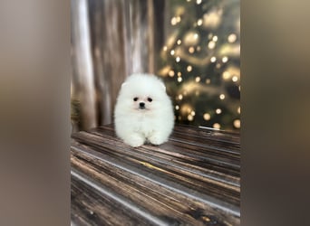 Pomeranian Zwergspitz Welpen kleine Fellnasen mit großem Herzen