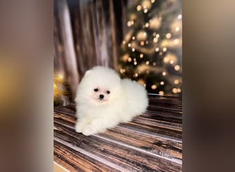 Pomeranian Zwergspitz Welpen kleine Fellnasen mit großem Herzen