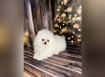 Pomeranian Zwergspitz Welpen kleine Fellbärchen suchen ihre Familie