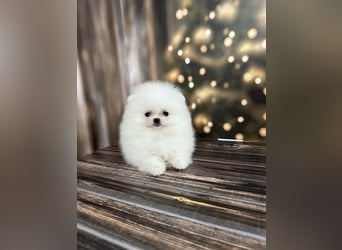 Pomeranian Zwergspitz Welpen kleine Fellbärchen suchen ihre Familie