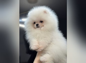 Pomeranian Zwergspitz Welpen kleine Fellbärchen suchen ihre Familie
