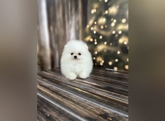 Pomeranian Zwergspitz Welpen kleine Fellbärchen suchen ihre Familie
