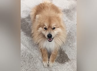 Capricho sucht dringend ein Zuhause