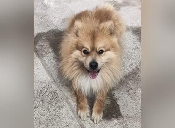 Capricho sucht dringend ein Zuhause