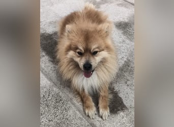 Capricho sucht dringend ein Zuhause