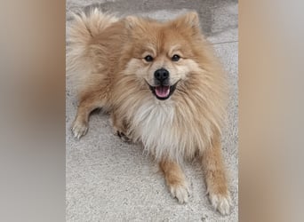 Capricho sucht dringend ein Zuhause