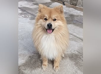 Capricho sucht dringend ein Zuhause