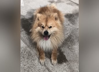 Capricho sucht dringend ein Zuhause