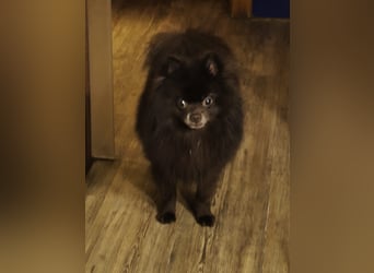 VIKTOR – kluger, fröhlicher Spitz