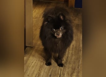 VIKTOR – kluger, fröhlicher Spitz