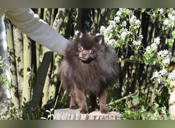 VIKTOR – kluger, fröhlicher Spitz