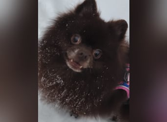 VIKTOR – kluger, fröhlicher Spitz