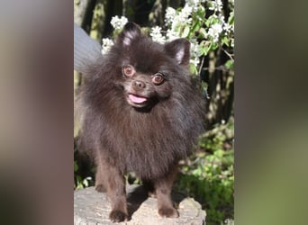 VIKTOR – kluger, fröhlicher Spitz