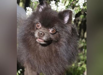 VIKTOR – kluger, fröhlicher Spitz