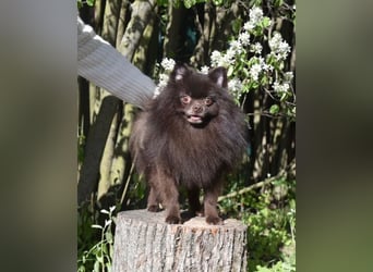 VIKTOR – kluger, fröhlicher Spitz