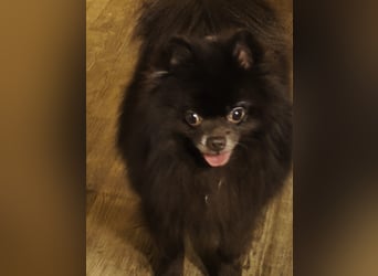 VIKTOR – kluger, fröhlicher Spitz