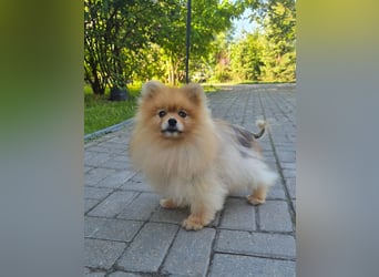Ruhiges Zuhause für Jasmin gesucht
