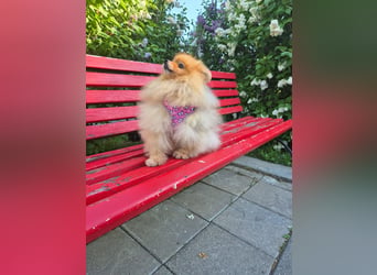 Ruhiges Zuhause für Jasmin gesucht