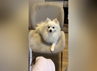 Milow Aufgeweckter Zwergspitz sucht liebevolles Zuhause!
