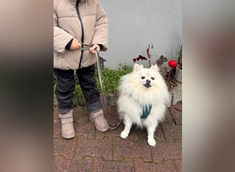 Milow Aufgeweckter Zwergspitz sucht liebevolles Zuhause!