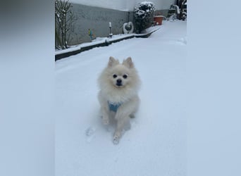 Milow Aufgeweckter Zwergspitz sucht liebevolles Zuhause!