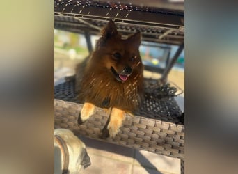 **ROX**, Zwergspitz, ca 4 Jahre, Rüde intakt