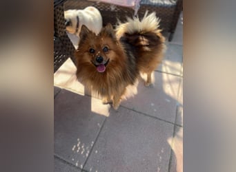 **ROX**, Zwergspitz, ca 4 Jahre, Rüde intakt