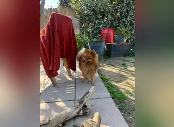 **ROX**, Zwergspitz, ca 4 Jahre, Rüde intakt