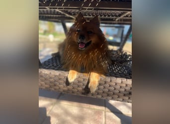 **ROX**, Zwergspitz, ca 4 Jahre, Rüde intakt