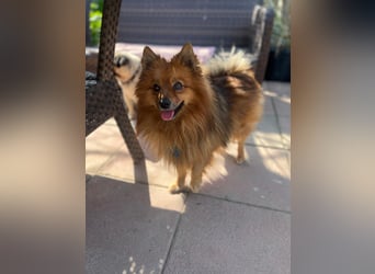 **ROX**, Zwergspitz, ca 4 Jahre, Rüde intakt