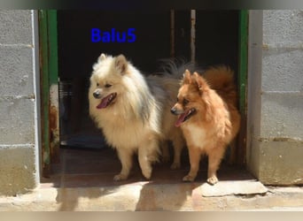 Balu5 geb. 02/2024 (ESP) - menschenbezogener, kleiner Wuschelbär!