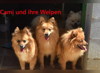 Cami geb. 05/2020 (ESP) - menschenbezogene und liebevolle Hundedame sucht ihre Menschen!