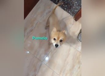 Pomelo geb. 07/2019 (ESP) - fröhlicher, katzenverträglicher Zwergspitz!