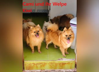 Cami geb. 05/2020 (ESP) - menschenbezogene und liebevolle Hundedame sucht ihre Menschen!