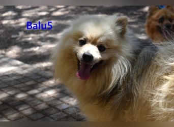 Balu5 geb. 02/2024 (ESP) - menschenbezogener, kleiner Wuschelbär!