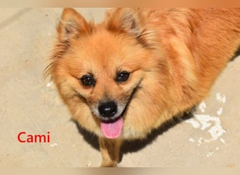Cami geb. 05/2020 (ESP) - menschenbezogene und liebevolle Hundedame sucht ihre Menschen!