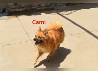 Cami geb. 05/2020 (ESP) - menschenbezogene und liebevolle Hundedame sucht ihre Menschen!