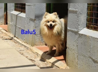 Balu5 geb. 02/2024 (ESP) - menschenbezogener, kleiner Wuschelbär!