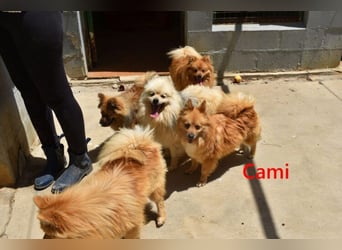 Cami geb. 05/2020 (ESP) - menschenbezogene und liebevolle Hundedame sucht ihre Menschen!