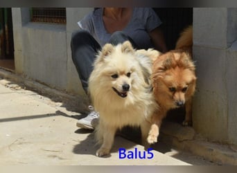 Balu5 geb. 02/2024 (ESP) - menschenbezogener, kleiner Wuschelbär!