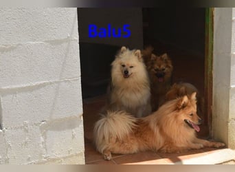 Balu5 geb. 02/2024 (ESP) - menschenbezogener, kleiner Wuschelbär!