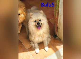 Balu5 geb. 02/2024 (ESP) - menschenbezogener, kleiner Wuschelbär!