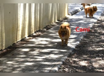 Cami geb. 05/2020 (ESP) - menschenbezogene und liebevolle Hundedame sucht ihre Menschen!