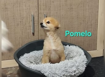 Pomelo geb. 07/2019 (ESP) - fröhlicher, katzenverträglicher Zwergspitz!