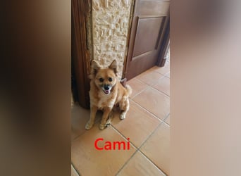 Cami geb. 05/2020 (ESP) - menschenbezogene und liebevolle Hundedame sucht ihre Menschen!
