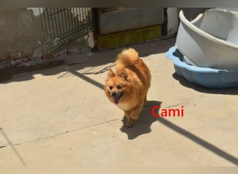 Cami geb. 05/2020 (ESP) - menschenbezogene und liebevolle Hundedame sucht ihre Menschen!