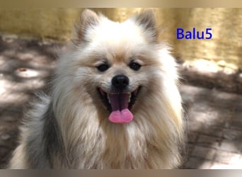 Balu5 geb. 02/2024 (ESP) - menschenbezogener, kleiner Wuschelbär!