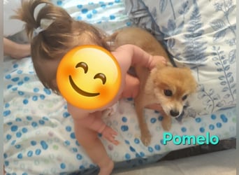 Pomelo geb. 07/2019 (ESP) - fröhlicher, katzenverträglicher Zwergspitz!